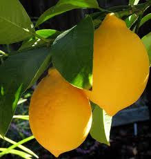 Lemon Sunshine Buns
